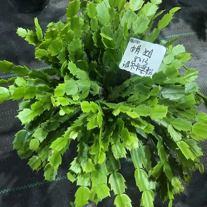 娟***姐当前无花栽培后可以开花