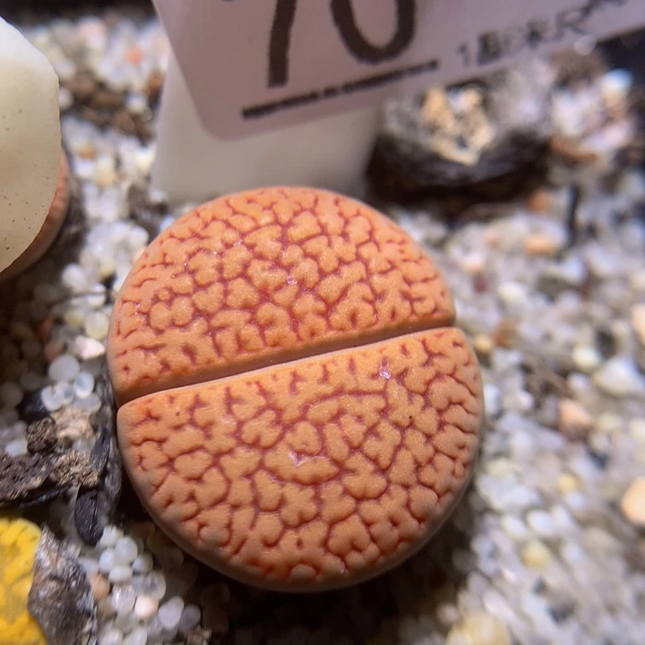 精品生石花117.70