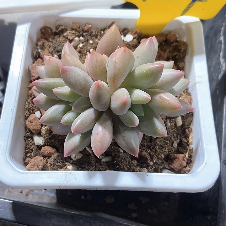多肉植物车厘子724