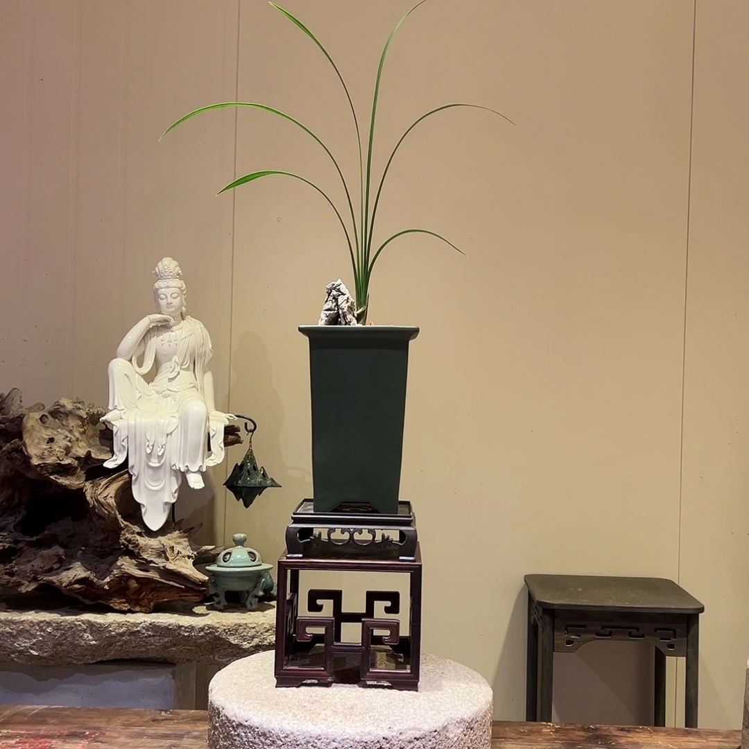 大部分花苞少量开放春剑牡丹
