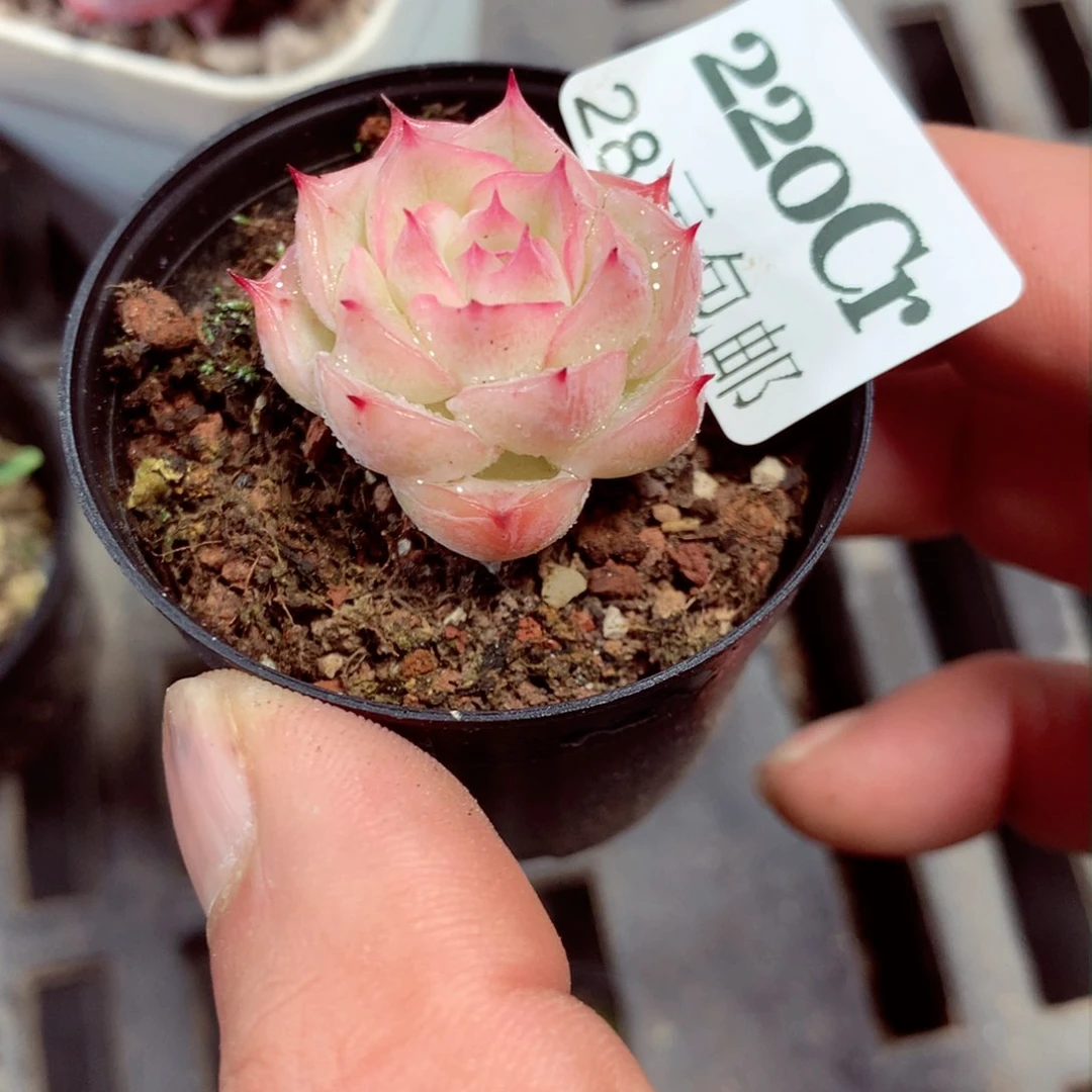 5厘米盆厘米盆精控多肉220