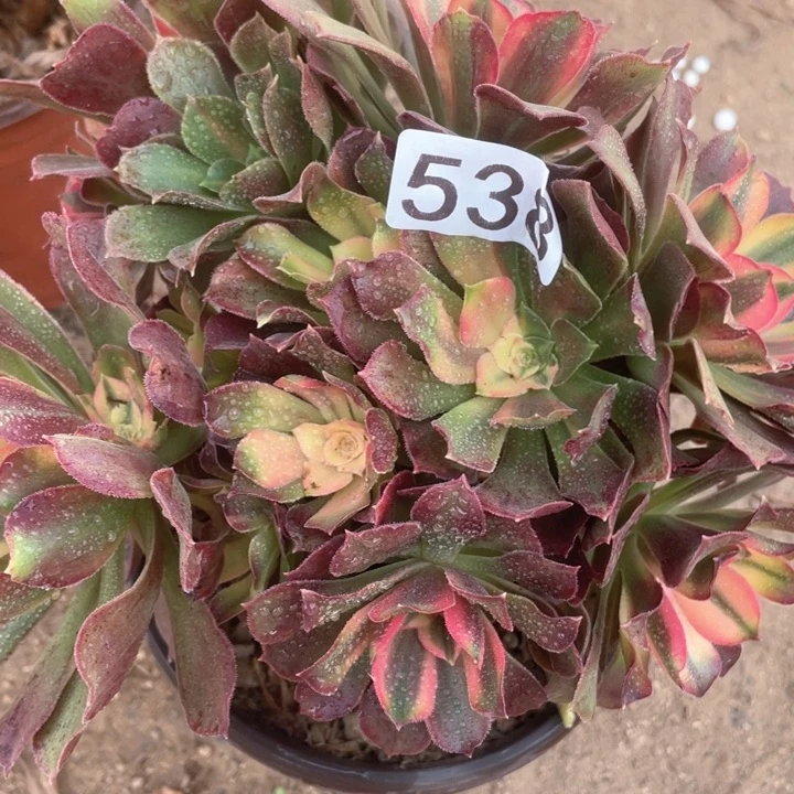 538多肉植物香妃