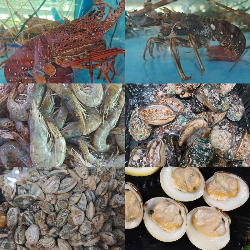 【海鲜供应连】海鲜福利套餐新鲜到家 包鲜不包活 介意慎拍