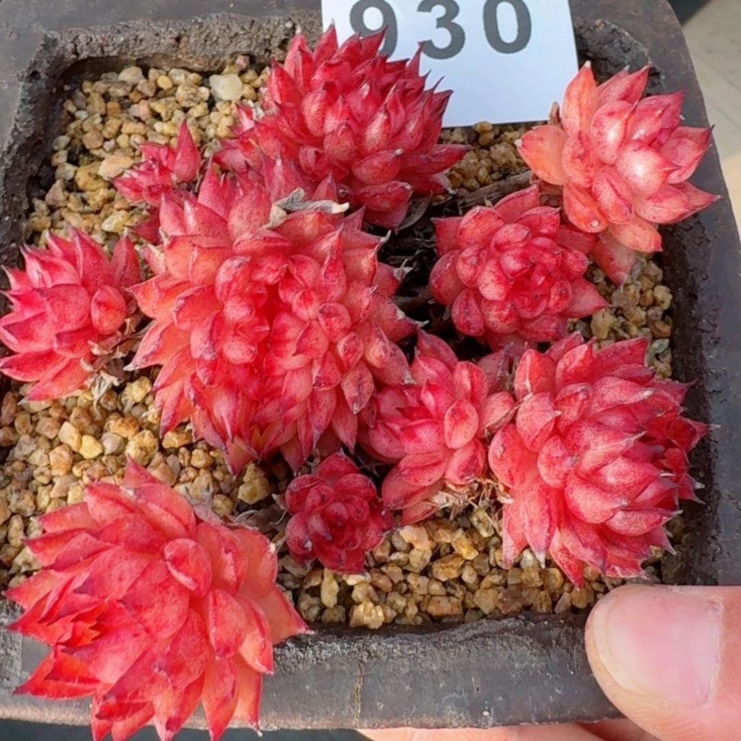 流星雨群生带缀化         精品多肉