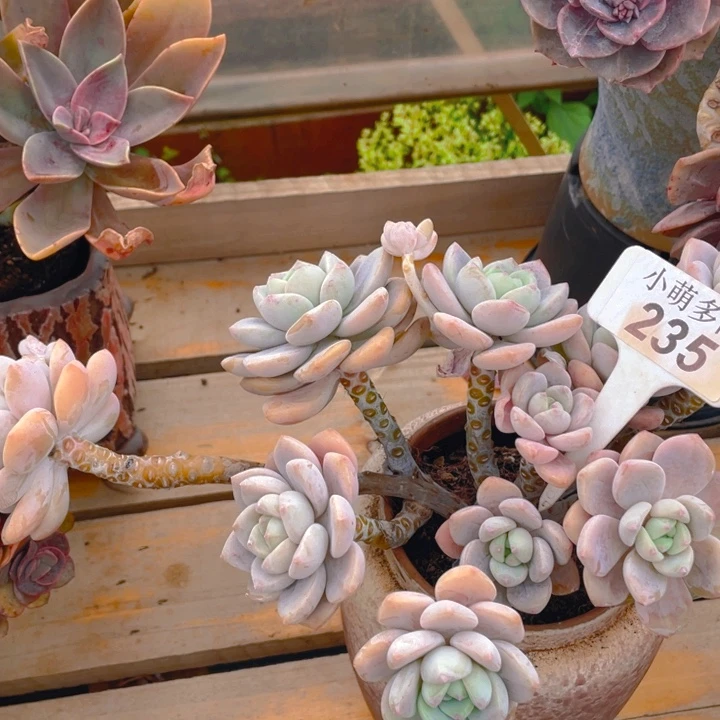 微**?谢谢你的支持00000235