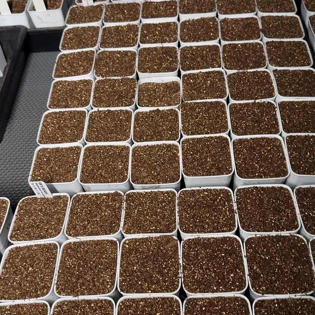 贺***贺3.02451剑兰一个带盆1cm+