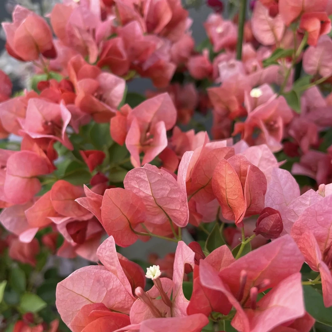 带花不甜西瓜·b复古橙粉四季开花三角梅爬藤40-50cm