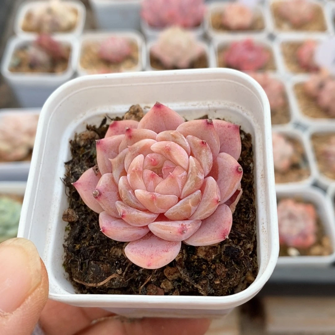 精品多肉一物一拍不包整108