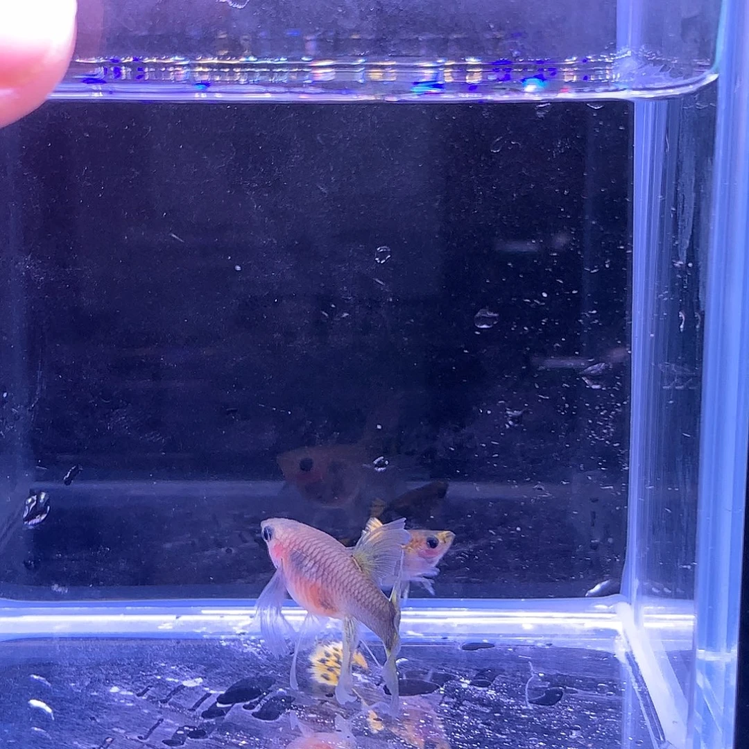 孔雀鱼一对原线小蜜蜂玻璃奥猫大c