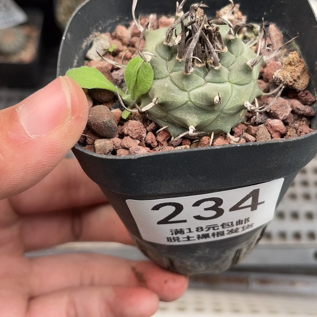 234升云龙娇丽仙人球