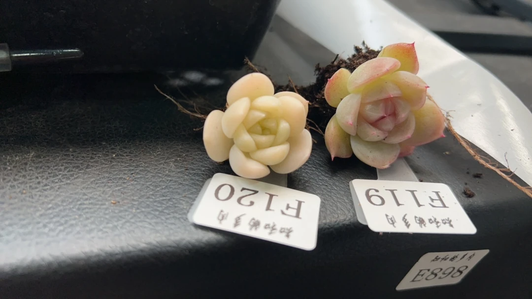 知和的多肉专拍链接