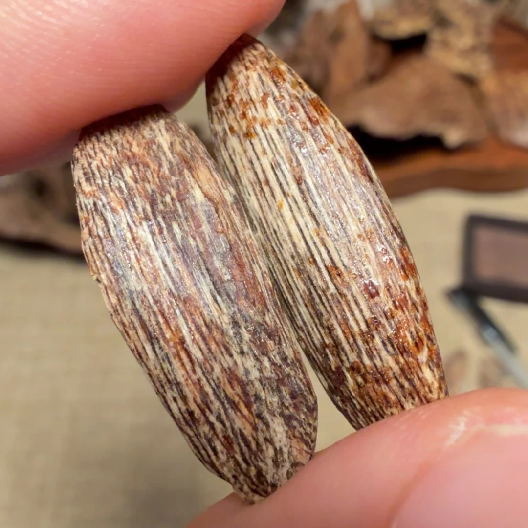 沉香海南大瓜子料