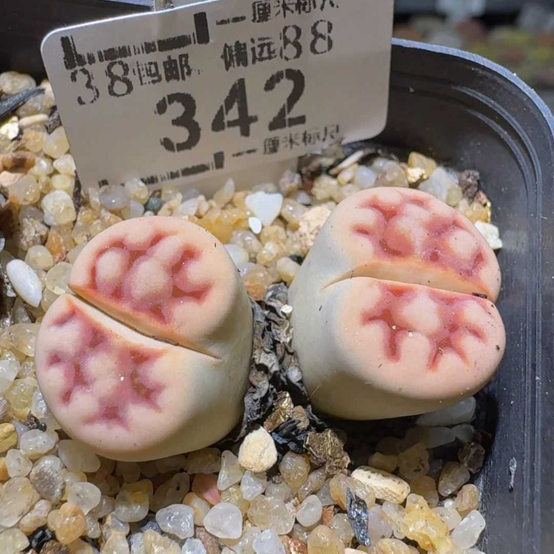 Ssssss便宜出了清货342