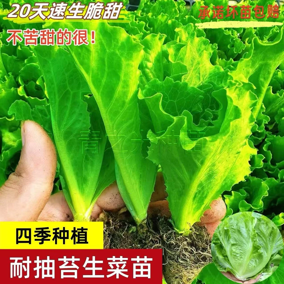 意大利生菜秧苗生菜苗紫叶生菜苗雪里蕻秧苗