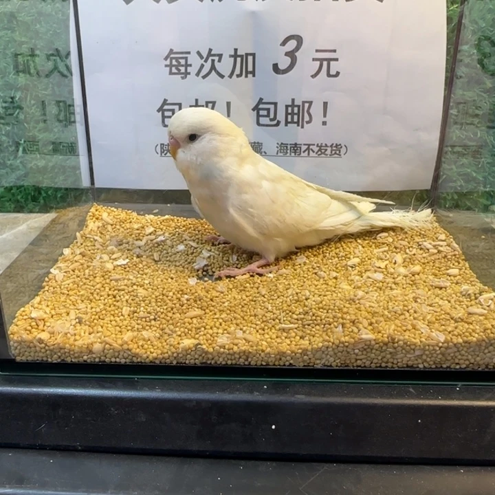 虎皮鹦鹉大头虎皮鹦鹉