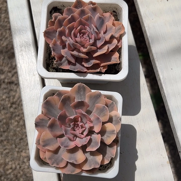 利比里亚锦多肉植物
