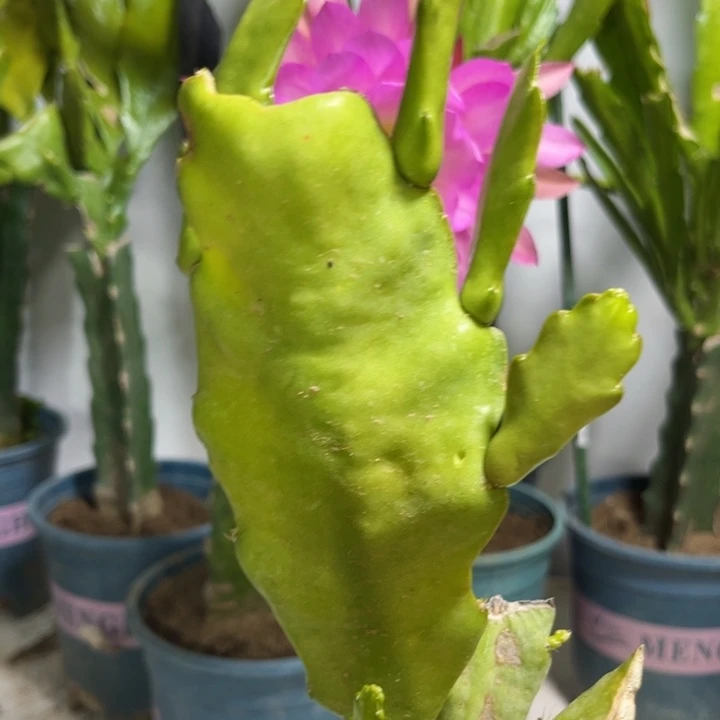 当前无花栽培后可以开花425
