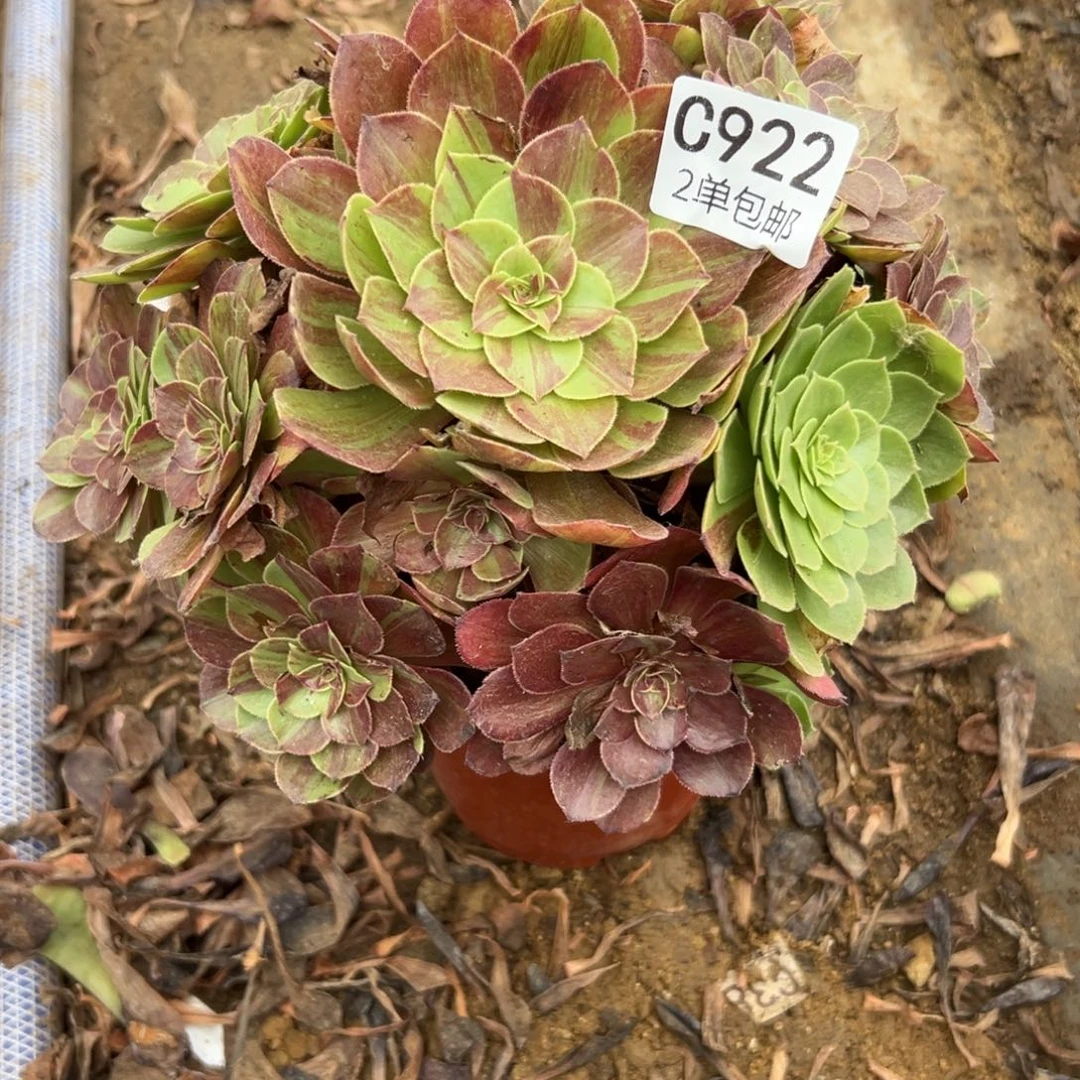 922多肉  花月夜 不包断头
