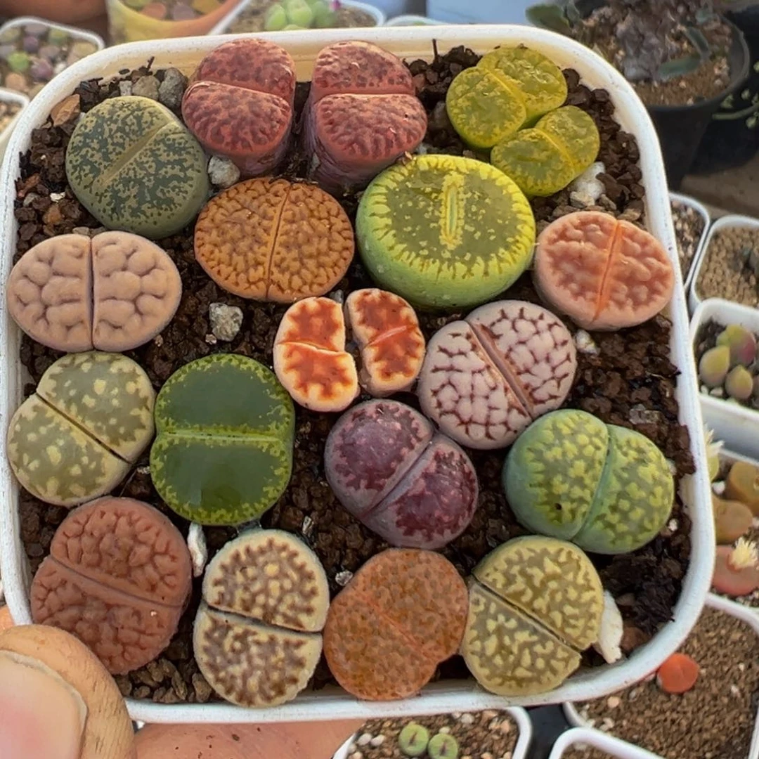 95多肉植物百科植物