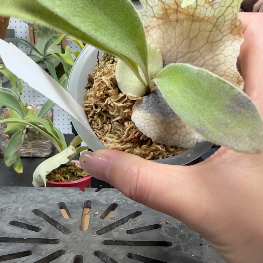 野银321鹿角蕨孢子苗