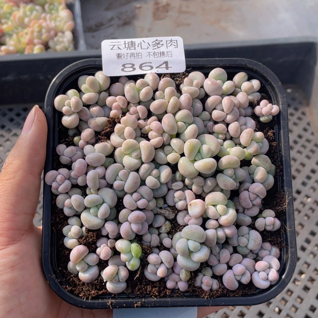 云糖心多肉植物864