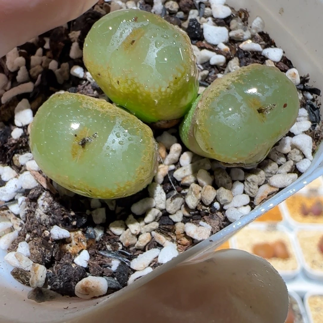 肉锥多肉植物百科4-肯尼迪母本306