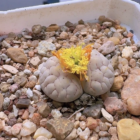 2291，261荒玉母本白底红纹带盆