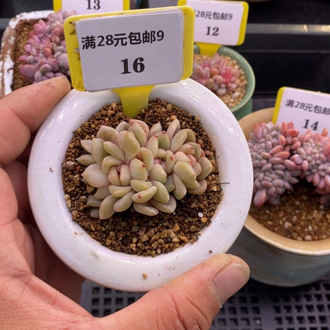 暴***宝916红恋朵朵5头多肉植物