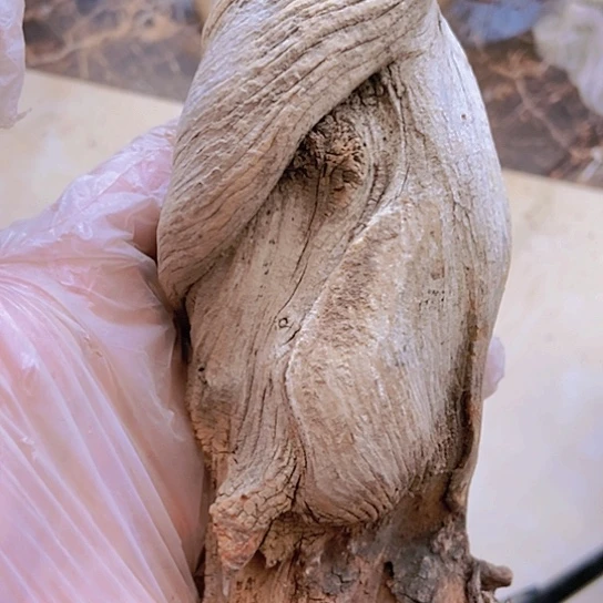 柏木唐**爸陈化到位造型拖拖