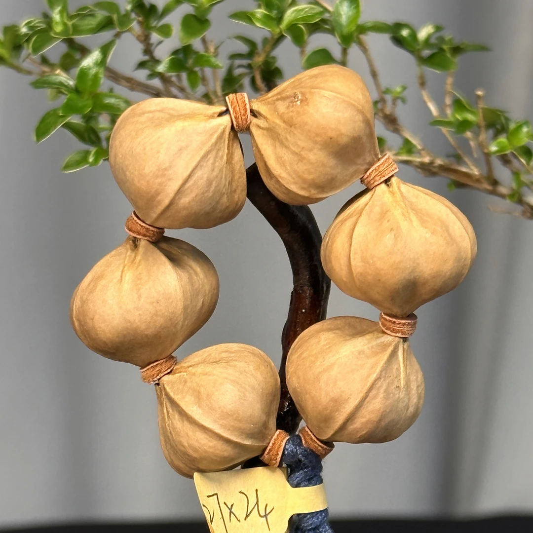 四花2.7*2.4尺寸老树橄榄核素核无雕刻橄榄核原皮小手捻