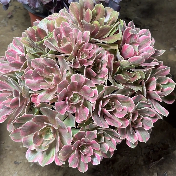 多肉植物法师女妖12