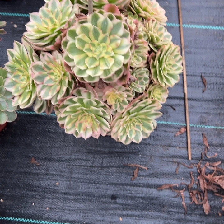 小***2荔枝多肉植物花花