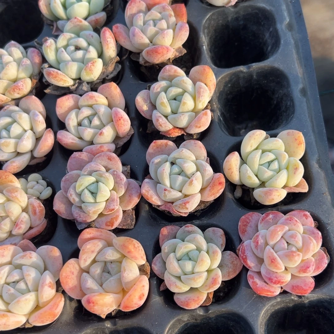 冰玉优选到手5颗大小3cm 量拍多肉满18包邮