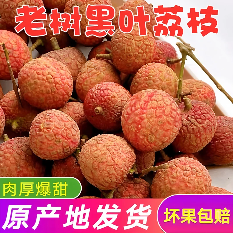 【晚熟品种】福建黑叶荔枝新鲜现摘现发漳州正宗水果