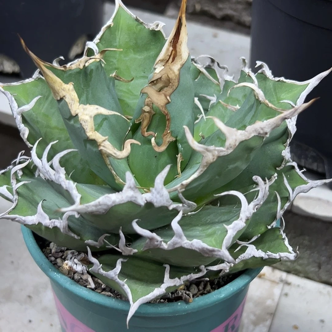 凯撒一物一拍偏远不包邮不退不换