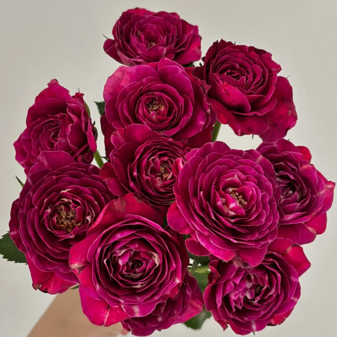 （馨怡）花溅泪10支！三件顺丰空运20%不售后