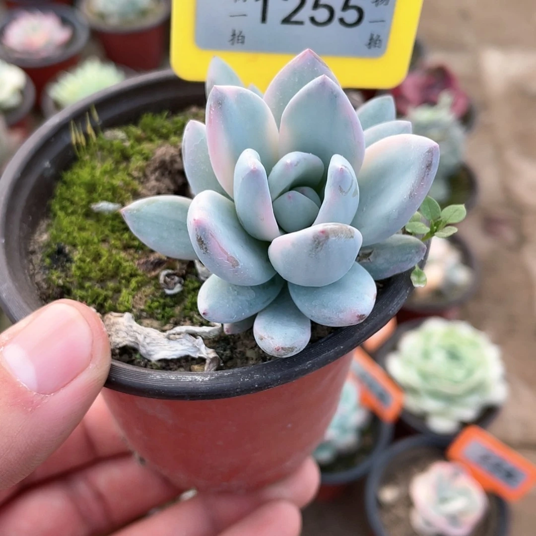 【闪购商品】1255号