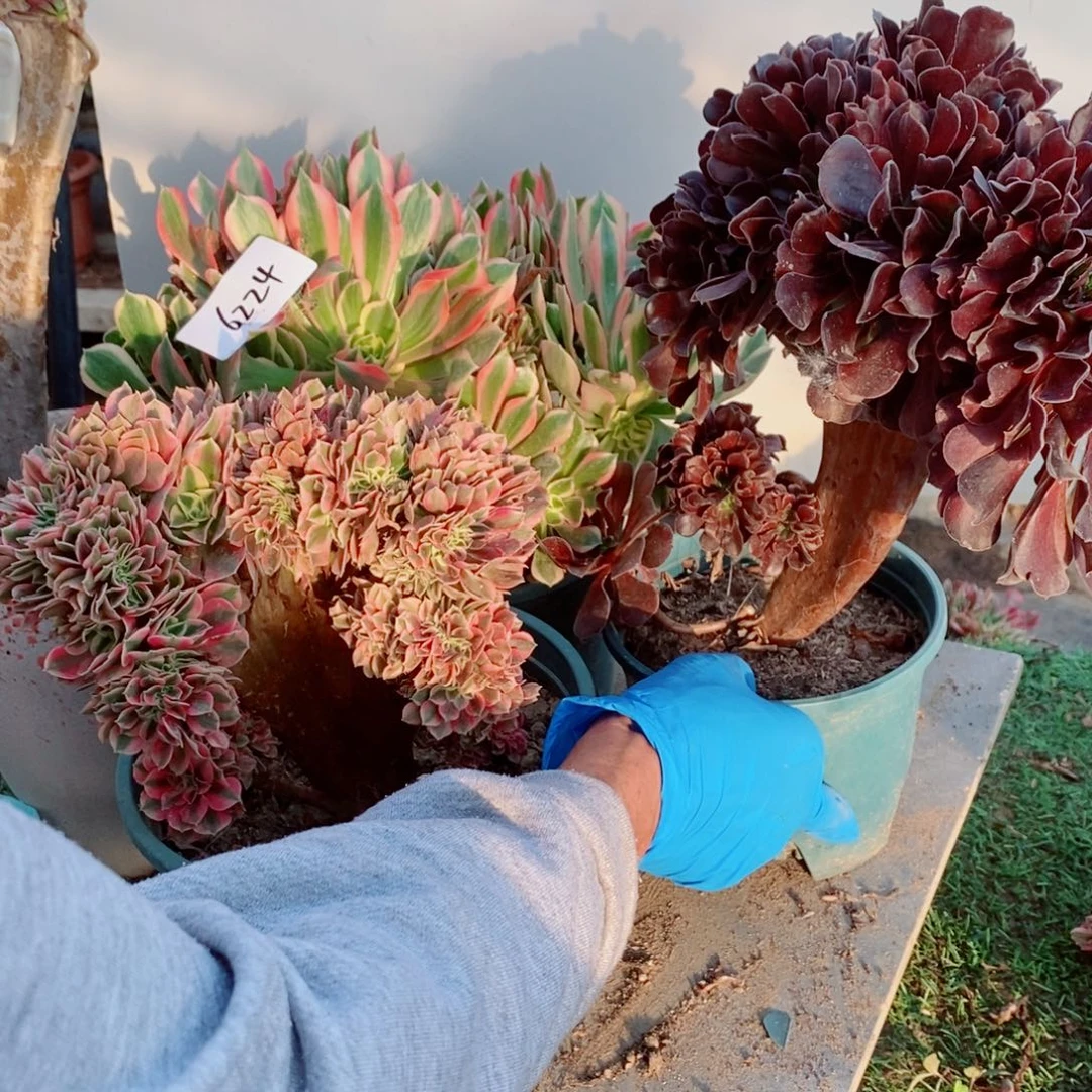 阿***球完全开放6224号欧紫➕粉女巫➕女神1颗