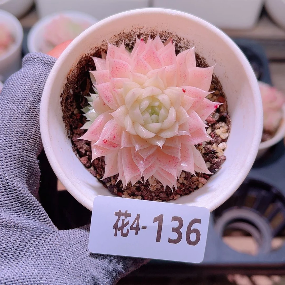 花04-136麦秆带仔
