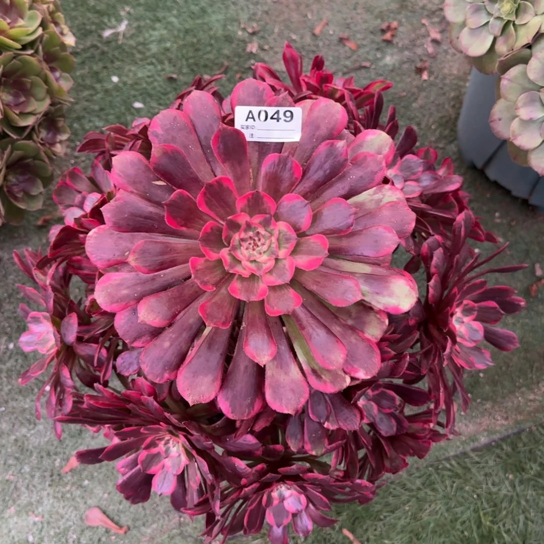 049 季月多肉法师植物