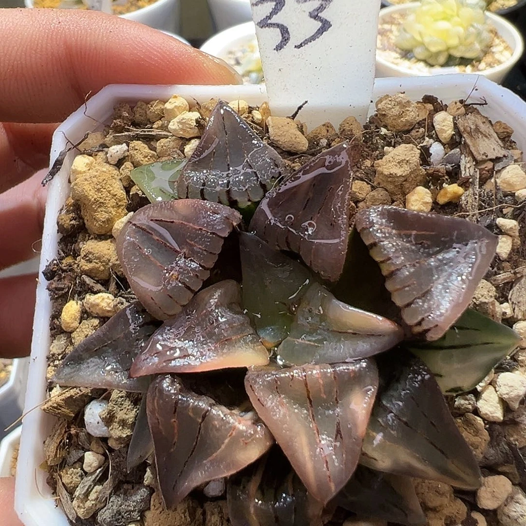 33号红纹寿锦缺水