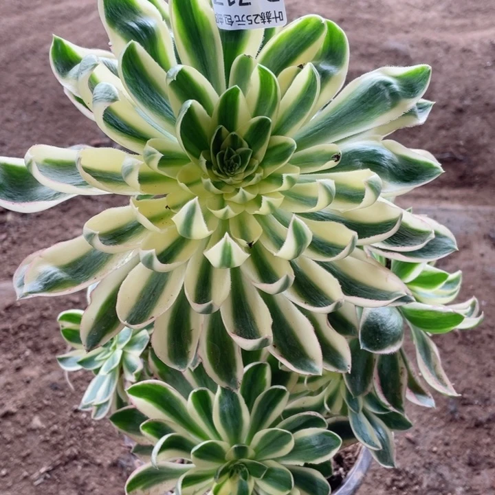 717青莲有断枝12345678多肉