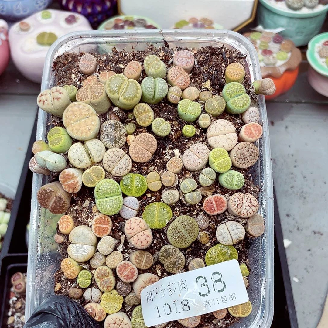 生石花满18包邮1018-38