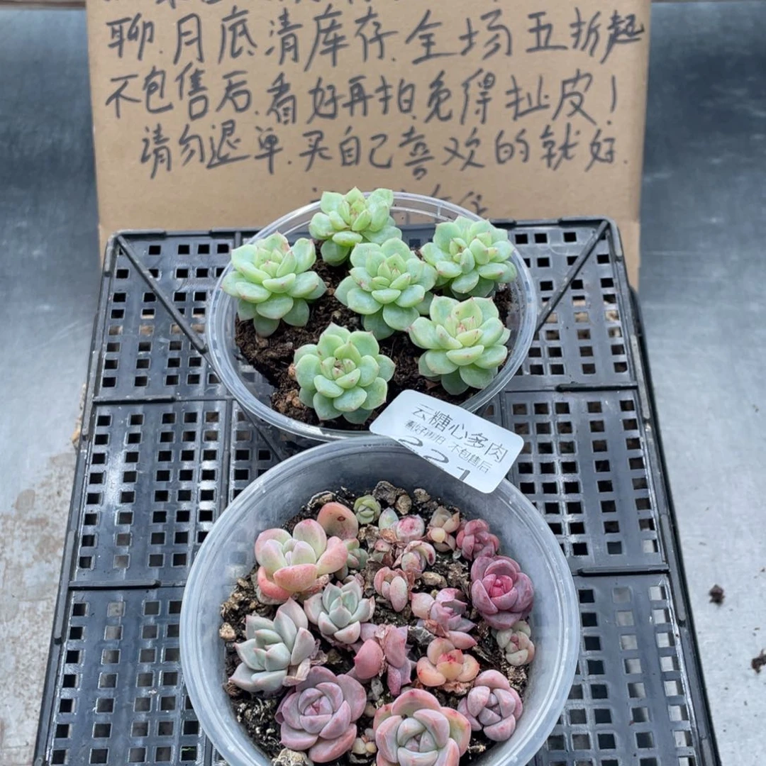 云糖心多肉植物221