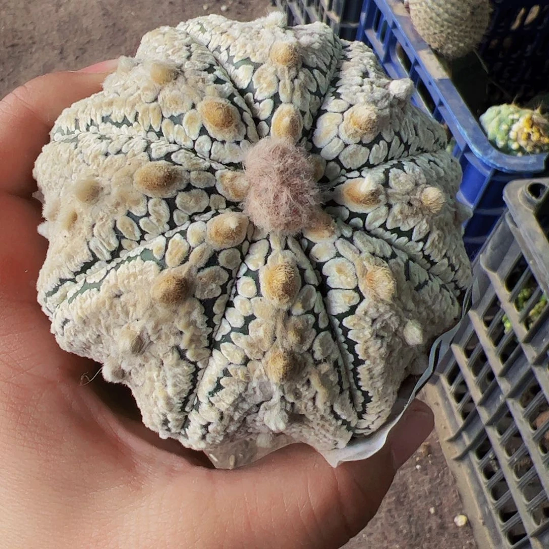 ?****?浓白海星兜仙人球759