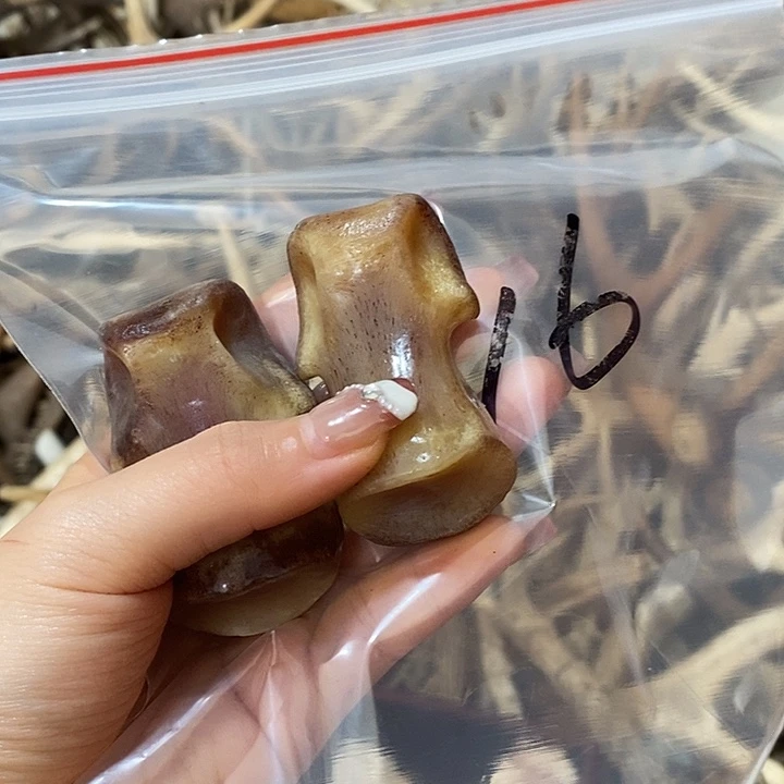 溯***勒无非金属驼骨驼骨