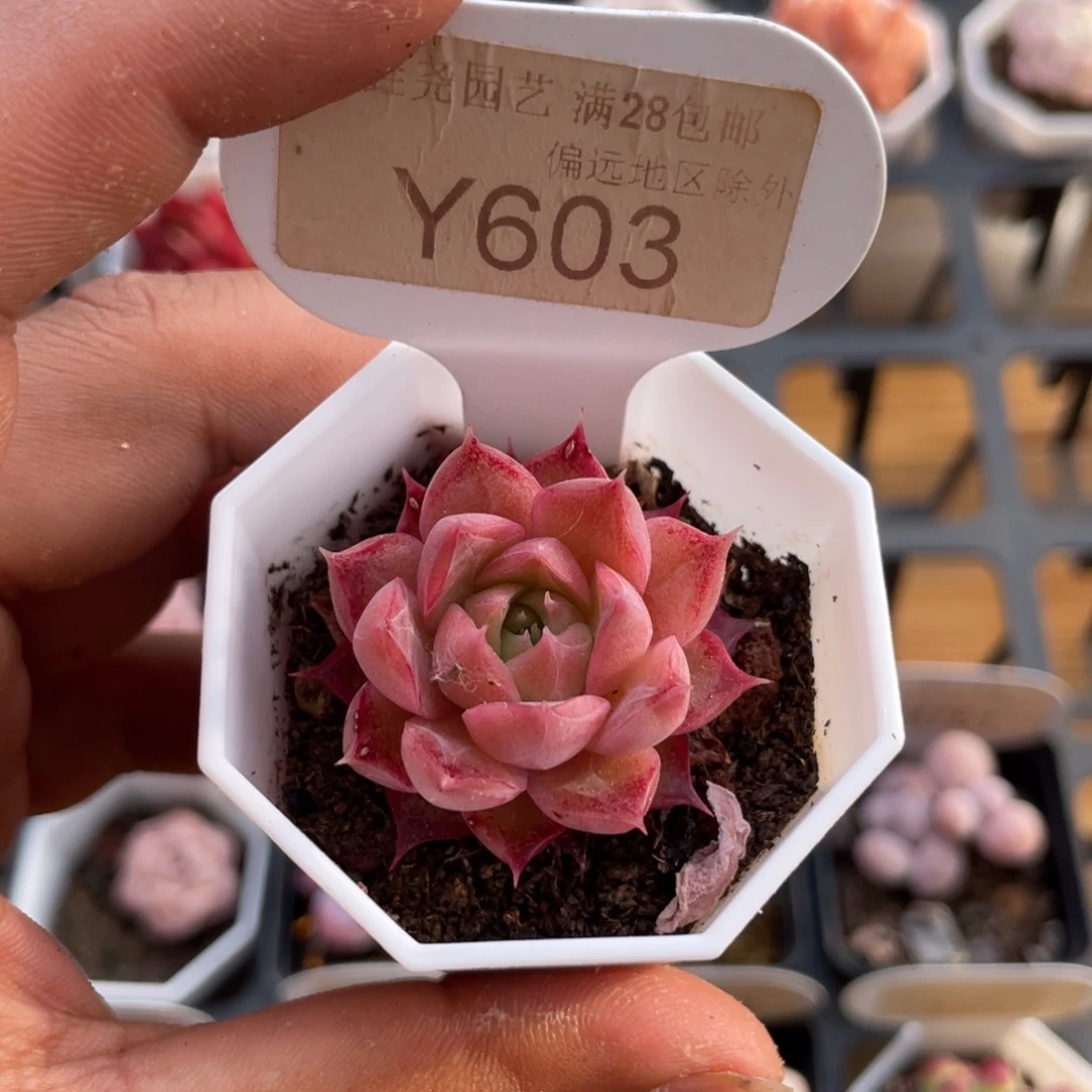 0603小海螺3.5厘米