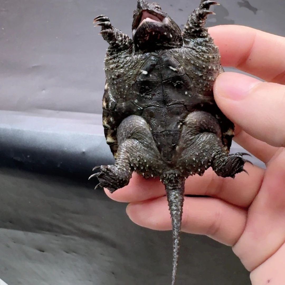 宠物龟不分公母11