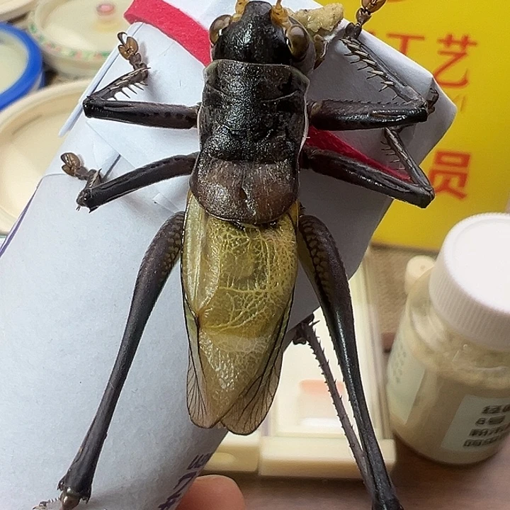 鸣虫虫具一条包邮