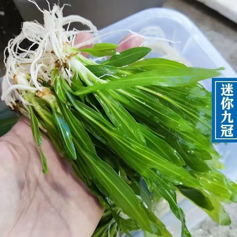 专用生态迷你九冠皇冠类新手水草耐活真水草植物铁皇冠鱼缸真植物